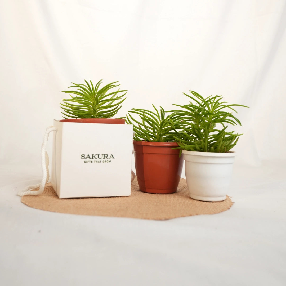 Three potted plants on a white surface with a Sakura branded bag.