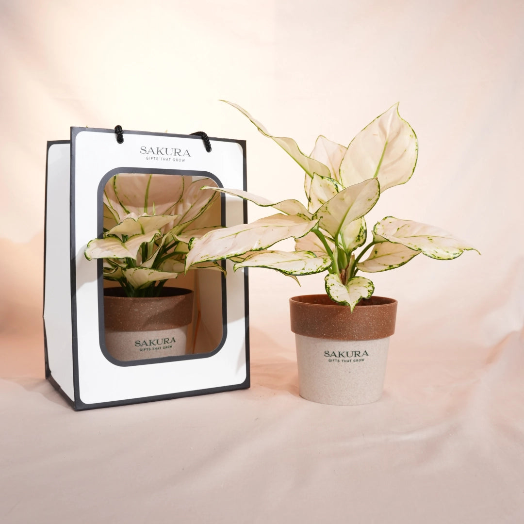 Potted plant with Sakura branding next to its packaging on a soft pink background