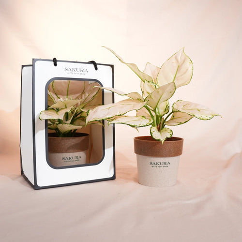 Potted plant with Sakura branding next to its packaging on a soft pink background