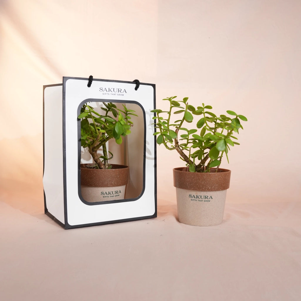 Potted plant next to its packaging with 'Sakura' branding on a beige background