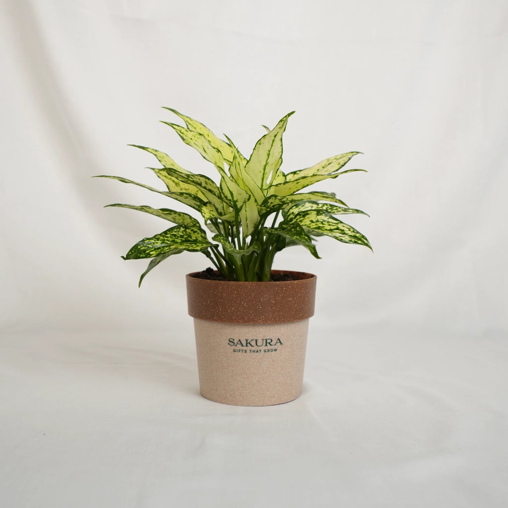 Potted plant with a brown pot labeled 'Sakura' on a light gray background