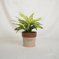 Potted plant with a brown pot labeled 'Sakura' on a light gray background