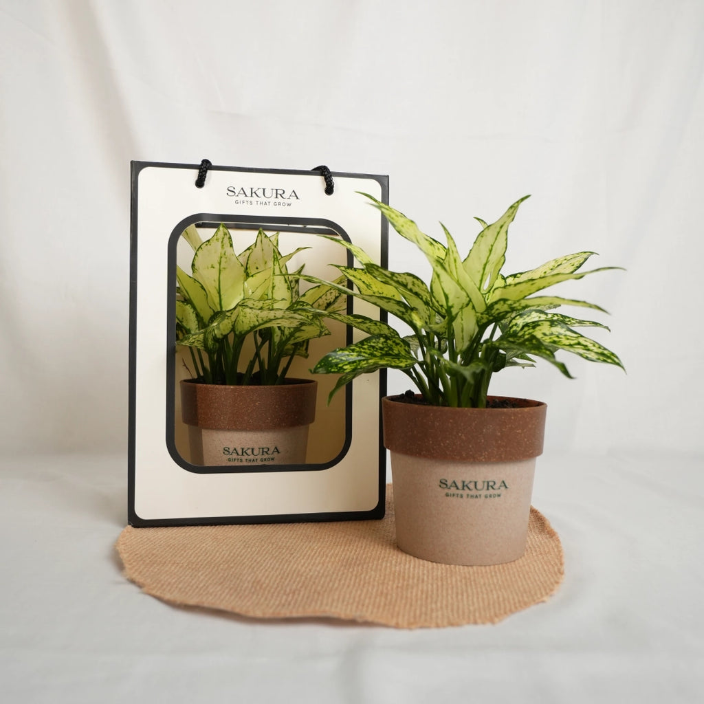 Potted plant with Sakura branding on a white background