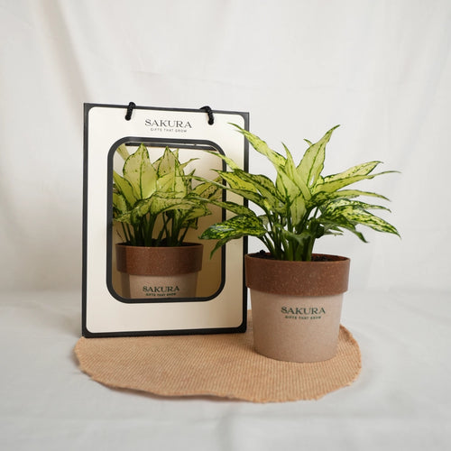 Potted plant with Sakura branding on a white background