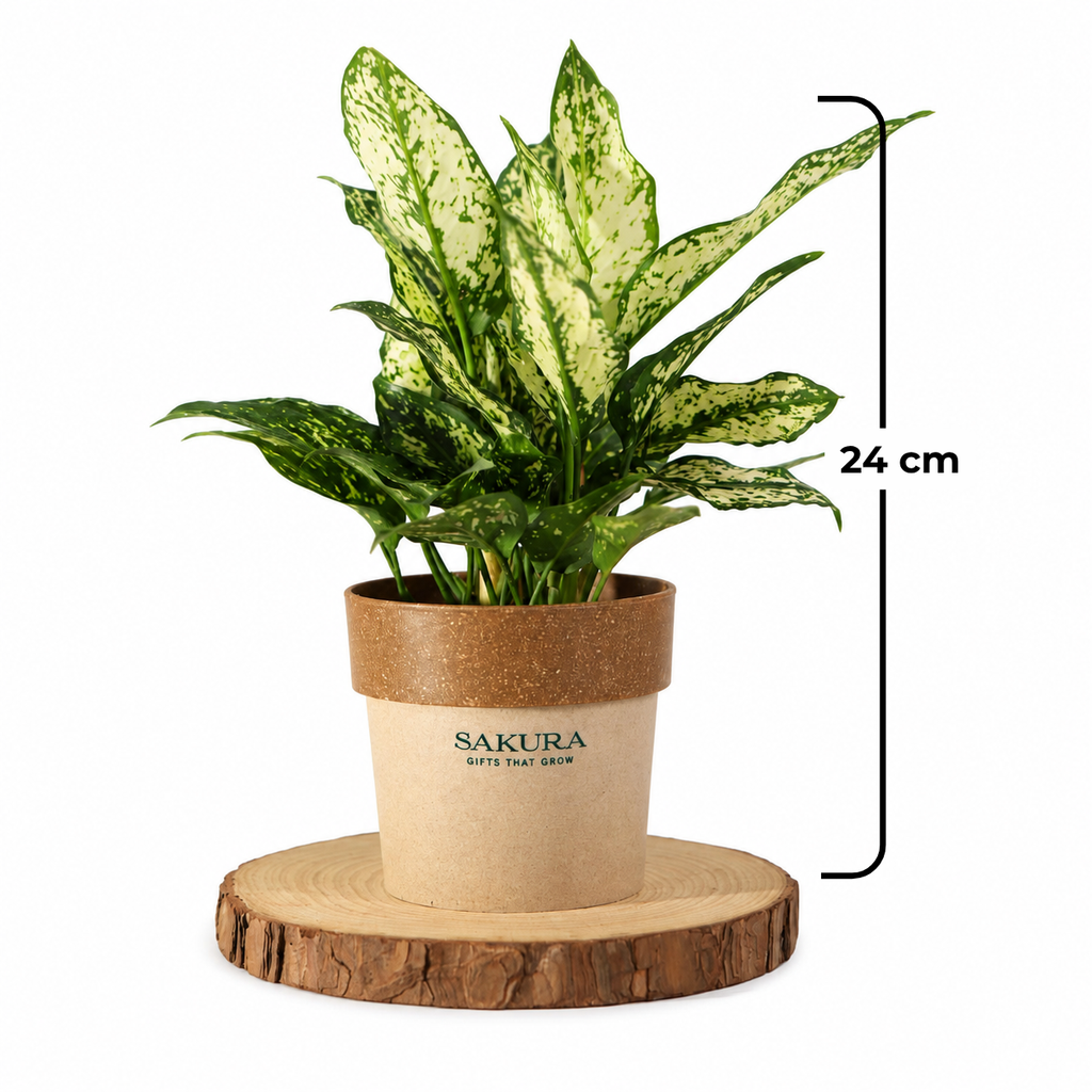 Aglaonema Spotted